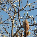 목련약국 이미지