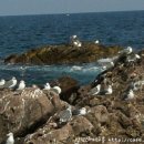 갈매기 마을 이미지