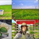 정진영농조합법인 이미지