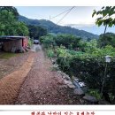 풀도 무성 작물도 무성,,, 이미지