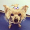 아담스펫살롱 이미지