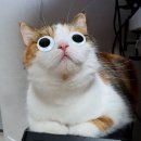 족발신선생 부천역점 이미지