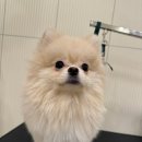 일산애견호텔 애견유치원 맘바이 일산점 이미지