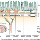 내장성 통증 visceral pain 탐구 2024 이미지