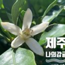 야베스농장 네이버블로그