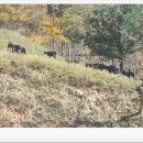 구수 염소농장 이미지