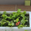 서리농장 이미지