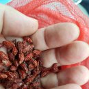 여주-0823 이미지