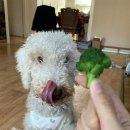 수아동물병원 이미지