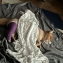 본 동물메디컬센터 외과동물병원 이미지