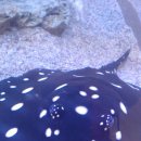 동그라미펫 이미지