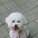 꼼꼼 애견미용실 이미지