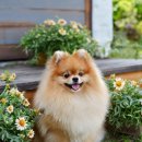 디디에퍼피 이미지