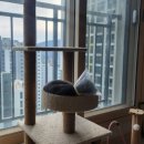 로얄도그 | [경기/의정부] 고양이 중성화 병원 추천 / 중성화 전 준비 / 내돈내산 / 도그플러스