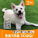 코야 이미지