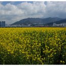 대저생태공원 이미지