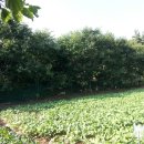 만리포헛개나무농장 이미지