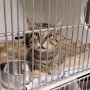 안녕, 고양이 이미지
