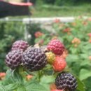 순덕농장 이미지