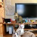 그루밍도그 이미지