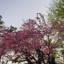 빽다방 보라매타운점 이미지