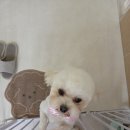 하비나 코지 이미지