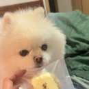 여시까까 이미지