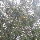 봉산태양광발전소 이미지