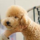 왈왈애견 이미지