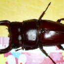 구로-구로-구로-2669 이미지