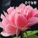 로얄바카라 이미지