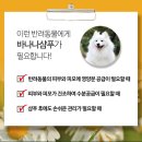 반려견) 포메라이안 강아지 샴푸추천/ 아이그룸/ 바나나 샴푸