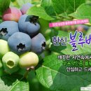조한신농장 네이버블로그