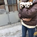 서울 애견동반 호텔 강남 카푸치노 이용후기!