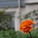 보성여자고등학교 이미지