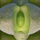 Pleiospilos Bolusii succulent 이미지