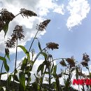 하추리영농조합법인 이미지