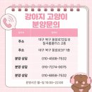 김천애견분양 건강한 말티폼 만난 후기
