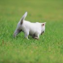 펫마트 강아지 논산점 | 소중한 우리 아이, 논산강아지파양 고민 끝! 든든한 아가펫보호소 이야기