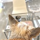 씨엠엠커피
