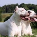 도고(DOGO) 이미지