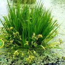 우포늪주차장 이미지