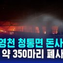 경북 영천 청통면 돈사 화재... "돼지 약 350마리 폐사" 이미지