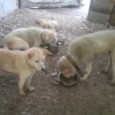 즐거운축사 이미지