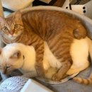 그루밍 스튜디오 이미지