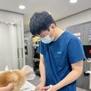 다온메디칼 | 노원고양이병원 장폐색, 보호자가 반드시 알아야 할 수술 기준과 치료 이야기