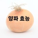 양파 효능 및 효과 보관법 이미지