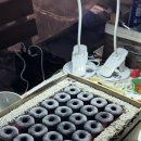전주 애견동반 독채 숙소 추천 :: 모든게 완벽했던 숙소 복사나무집 다녀온 후기