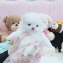 내품안의반려견 노원점 이미지