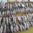 중앙수산유통 이미지